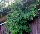 Suomalaista humalaa löytyy esimerkiksi vanhoista puutarhoista. (Kuva: Jouni Hakalahti)