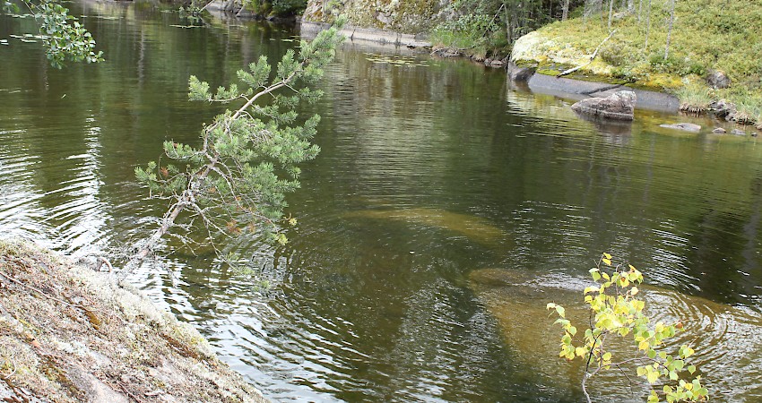 Luonto on suomalaisille suurin ylpeyden aihe. Kuva Seppo Närhi.