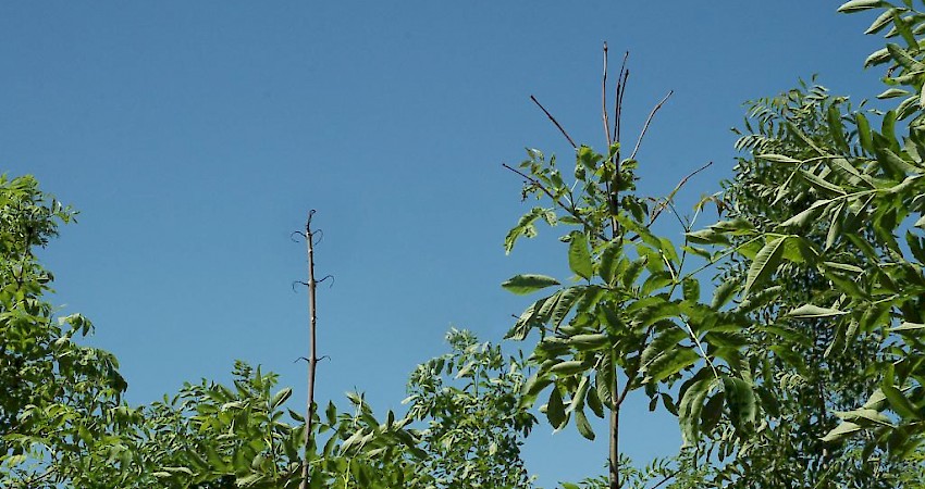 Ash dieback caused by Chalara fraxinea. Courtesy: Prof. H. Solheim, Norwegian Forest and Landscape Institute, Aas, Norway. EPPO Global Database.