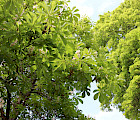 Hevoskastanja Aesculus hippocastanum ja vaahtera Acer platanoides. Kuva: Eeva-Maria Tuhkanen