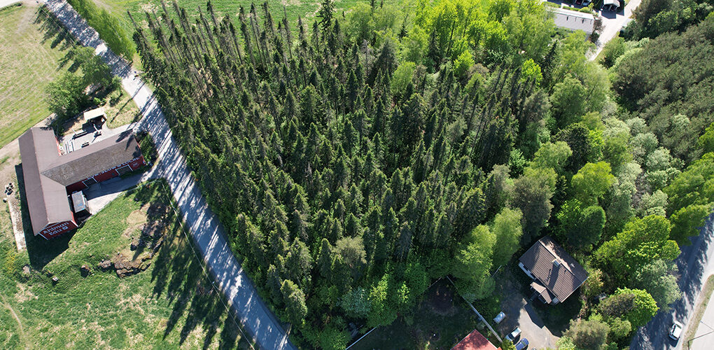 Kuva pihtametsästä lintuperspektiivistä.