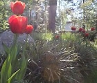 Kevät yksityispihassa, Espoo.