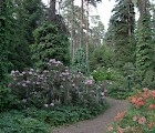 Mustila Arboretum alppiruusulaakso