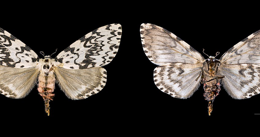 Lymantria monacha (naaras, molemmilta puolilta kuvattuna). Kuva: Didier Descouens. [CC BY-SA 4.0], Wikimedia Commonsista