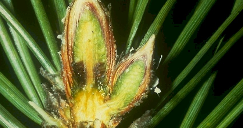 Brown necrotic lesions caused by G. abietina at the basis of a Pinus nigra bud. Courtesy: Institut für Pflanzenschutz im Forst, BBA (DE). EPPO Global Database.