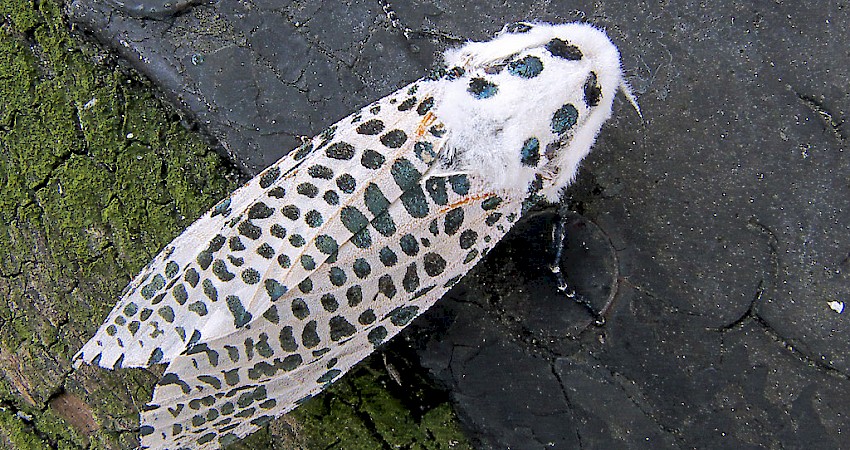 Zeuzera pyrina female. By Rasbak [CC BY-SA 3.0], from Wikimedia Commons