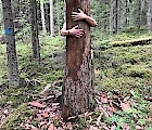 Kelottunut puu Isojärven kansallispuistossa. Kuvan on ottanut Julia Prusi, joka vastaa puunhalausviikon kuvituksista.