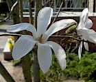 Japaninmagnolia ’Vanha Rouva’ kukkii aikaisin ennen lehtien puhkeamista näyttävin valkoisin kukin.