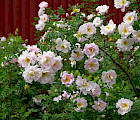Juhannusruusuihin kuuluva morsionruusu ’Juhannusmorsian’ on yksi vanhimmista FinE-kasveista. Sen kerrotut hennon vaaleanpunaiset kukat ovat näyttäviä.