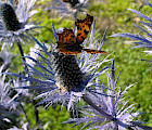 Alppipiikkiputki on näyttävä keskikesän kukkija, joka on saanut vieraakseen liuskaperhosen. Kuva: Maarit Ärväs