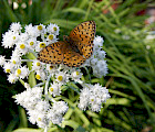 Keskikesän parhaimpiin perhoskasveihin kuuluu helminukkajäkkärä. Kuvassa hopeatäplä. Kuva: Juha Karjalainen