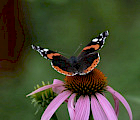 Elokuussa kukkiva punahattu on eräs suosituimmista perhoskasveista, eikä ihme. Se on näyttävä ja helppohoitoinen. Amiraali ruokailemassa.