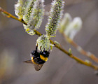 Kukkivat pajut ovat elintärkeitä kimalaisille ja monelle muille hyönteisille aikaisin keväällä. Samassa pajupensaassa oli myös nokkosperhosia ja leppäkerttuja. 