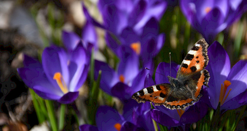 Varhain keväällä kimalaisilla ja perhosilla on pulaa ravintokasveista. Kasvitieteelliset krookukset tuovat tähän helpotusta. Talvehtinut nokkosperhonen ruokailemassa. Kuva: Erja Hinkkanen