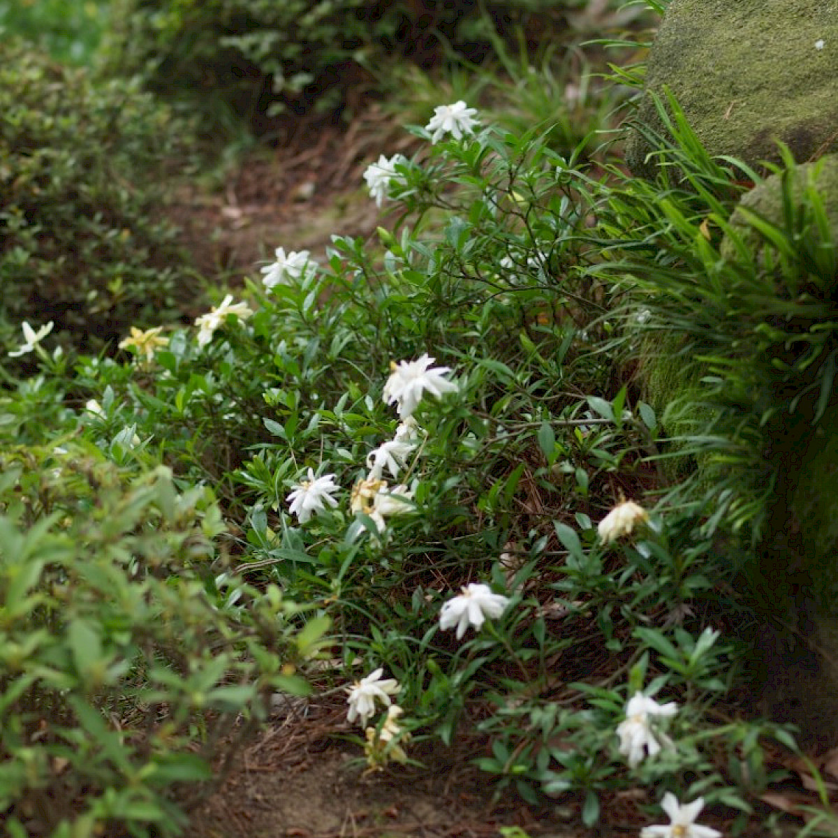 Kesäkuussa kukkivien gardenioiden voimakas tuoksu ohjaa kulkua. Ritsurin kōen, Shikoku.