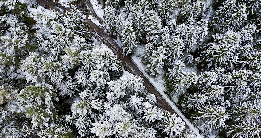 Talvinen ilmakuva Tuusulan Rykmentinpuiston metsästä. Kuva: Kari Kohvakka