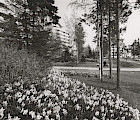 Tapiolan Länsikorkeen asuinalue ja sen estetisoitua metsää. Kuva: Teuvo Kanerva, Espoon kaupunginmuseo.