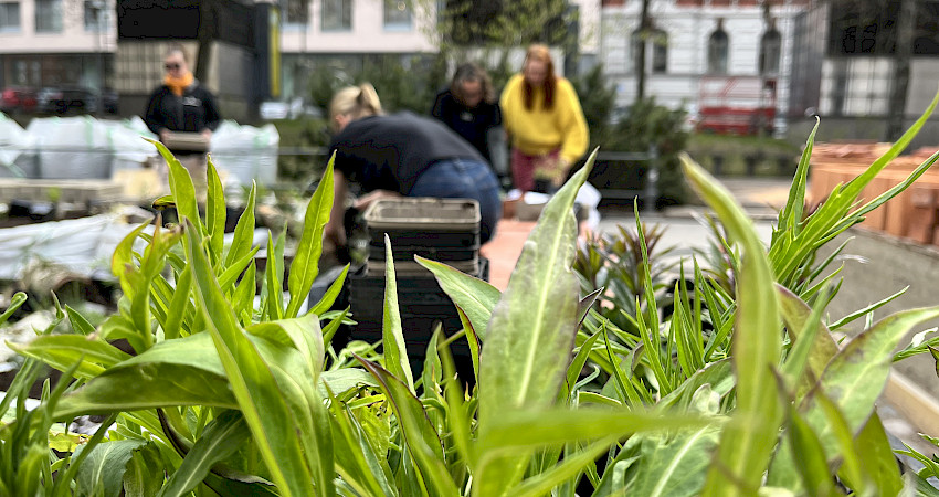 Toukokuussa paikalle istutettiin pölyttäjäystävällisiä kasveja n. 60 suursäkkiin! Kuvat: Anne Kinnunen ja Satu Iivari