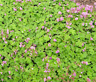 Peittokurjenpolvi (Geranium x cantabrigiense)