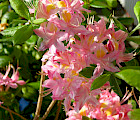 Puistoatsalea 'Adalmina' (Rhododendron 'Adalmina' FinE®)
