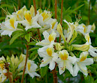 Puistoatsalea 'Illusia' (Rhododendron 'Illusia' FinE®)