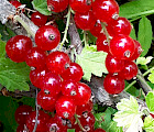Punaherukka ’Punahilkka’ (Ribes Rubrum-ryhmä 'Punahilkka' FinE®)