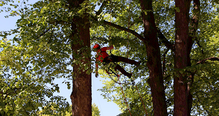 Arboristi hallitsee tehokkaan ja turvallisen kiipeilytekniikan. Kuva: Eeva-Maria Tuhkanen