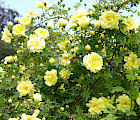 Tarhaharrisoninruusut ovat harvoja Suomessa menestyviä keltakukkaisia pensasruusuja. 'Williams' Double Yellow' -lajikkeen kukat ovat myös pölyttäjien suosikkilistalla. Kuva Taimistoviljelijät ry:n kuvapankki.