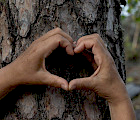 Puunhalausviikko kannustaa halaamaan puuta ja osoittamaan arvostuksensa omalle lähiympäristölle. Puita voi halata esimerkiksi juoksulenkillä, sieniretkellä tai kiireisen työpäivän päätteeksi. Kuva: Jenni Roth