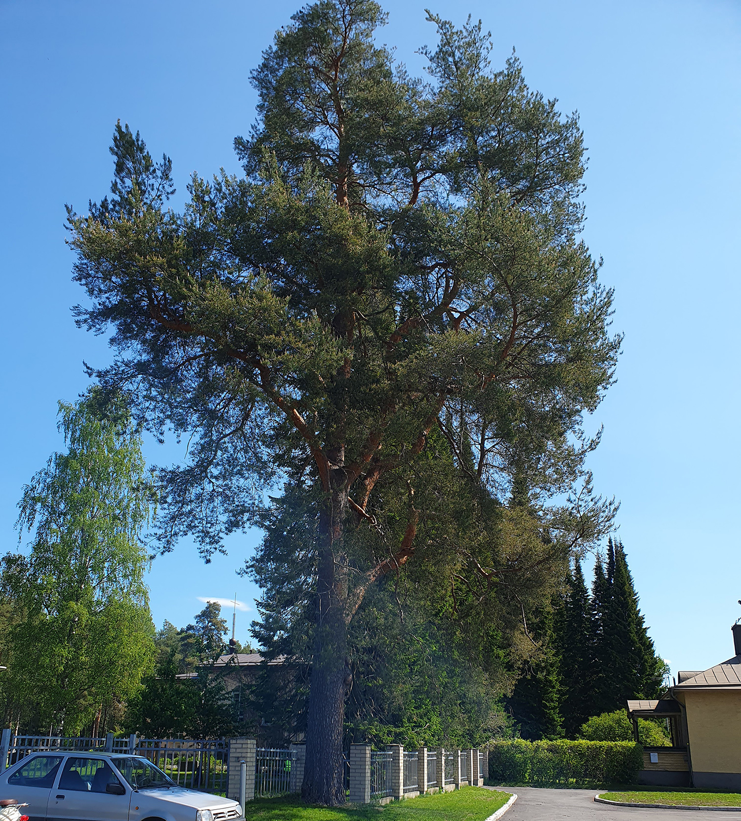 Joensuun hautausmaan portin pielessä asustaa metsämänty Albert*, jolla on salaperäinen menneisyys. Albertin ikää ei kukaan tarkalleen tiedä, mutta se on saattanut kasvatella nuoria vetreitä versojaan jo silloin, kun hautausmaa perustettiin vuonna 1852. Jyhkeän puun ulkomuoto antaa aihetta epäillä, e